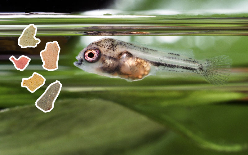 5 Best Food for African Cichlids Fry Amazing Cichlids (2022)