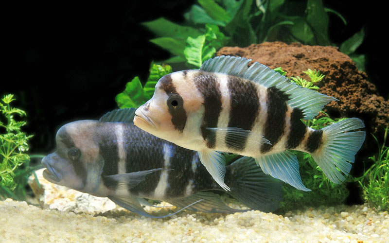 African Cichlids Page 5 of 10 Amazing Cichlids