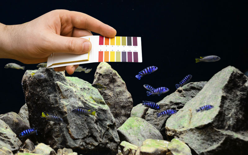 African Cichlids Page 4 of 10 Amazing Cichlids