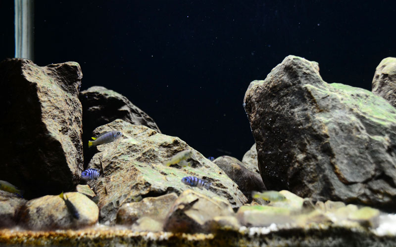 5 Best Rocks for African Cichlids Amazing Cichlids
