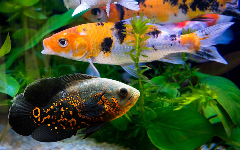Oscar Fish and Koi Can They Live Together Amazing Cichlids
