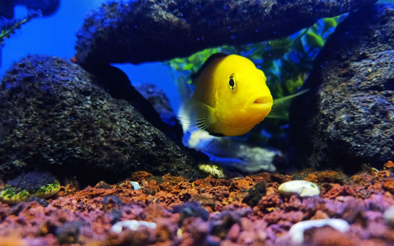 5 Best Rocks for African Cichlids Amazing Cichlids (2022)
