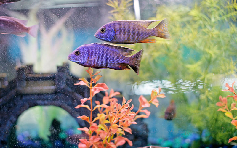 African Cichlids Tank Decoration Ideas Amazing Cichlids