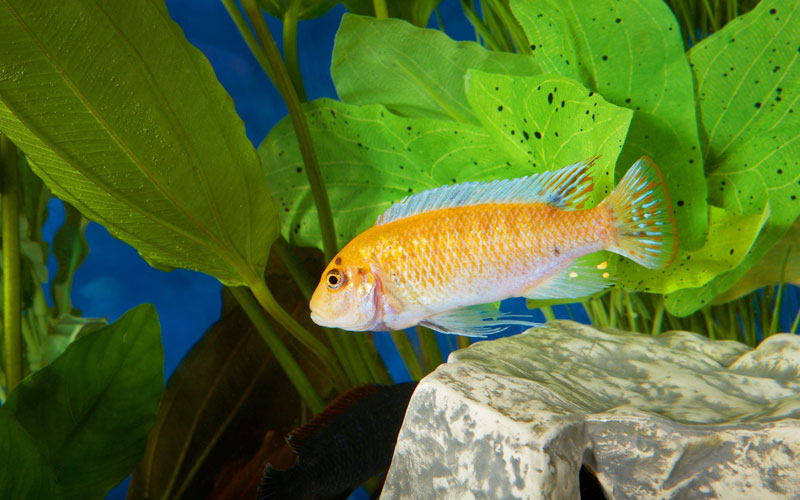 Can You Keep African Cichlids in a 20Gallon Tank? Amazing Cichlids